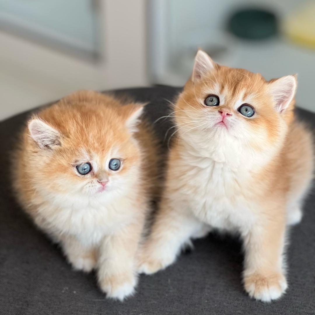 宠多多宠物🐈‍⬛格格
