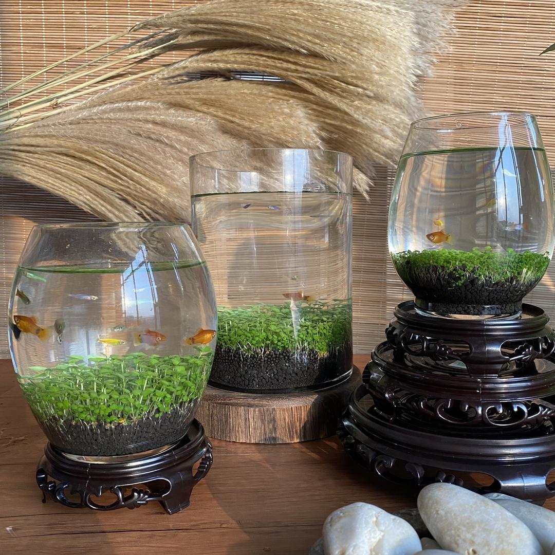 水草时光