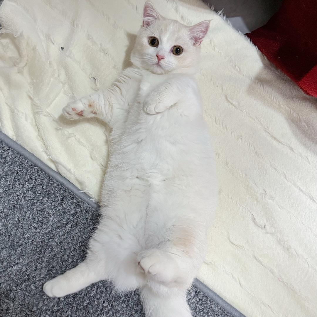 矮脚小甜甜