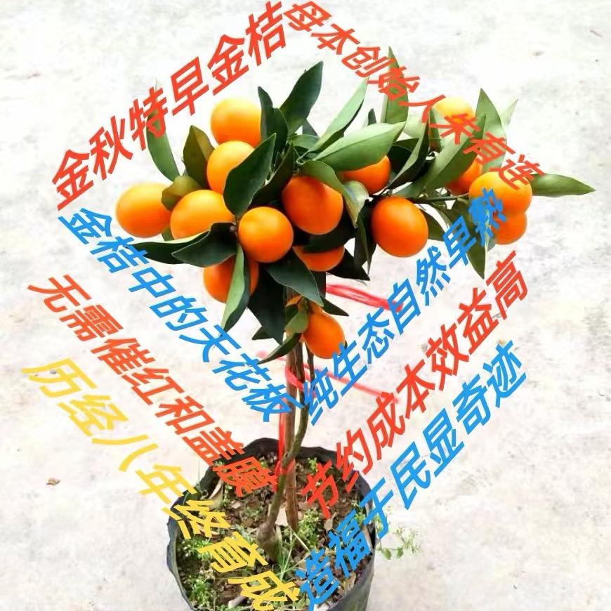 朱有连 金秋特早金桔母本园🍊