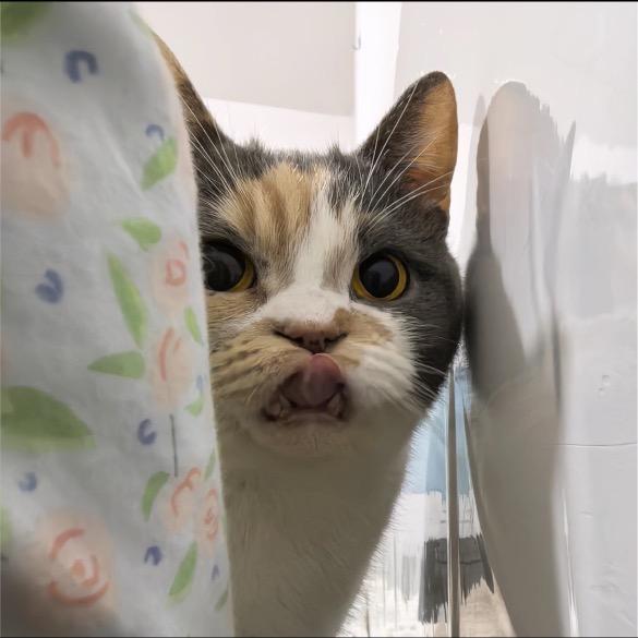 小林小林，下雨不淋