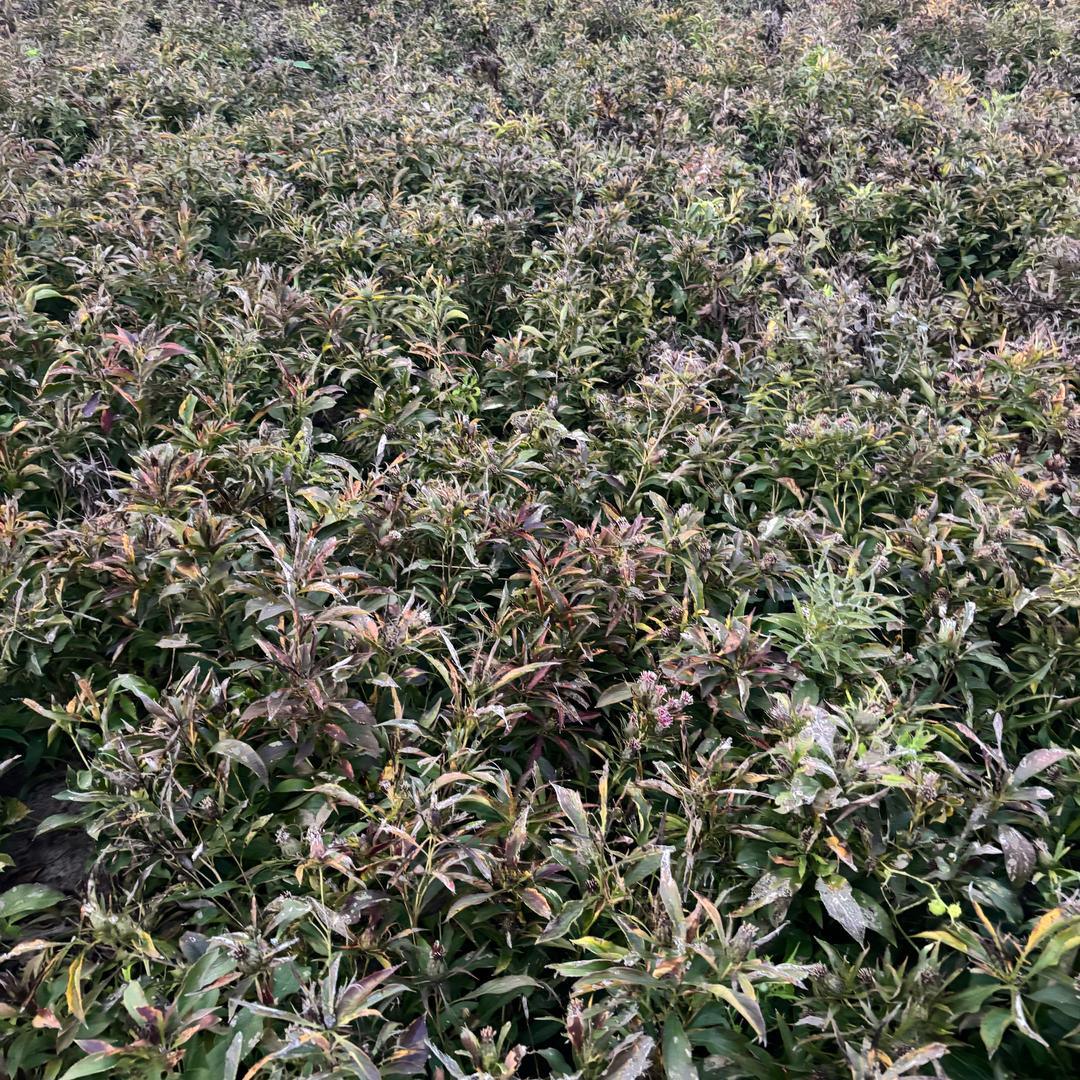 亳州市鲲鹏药业