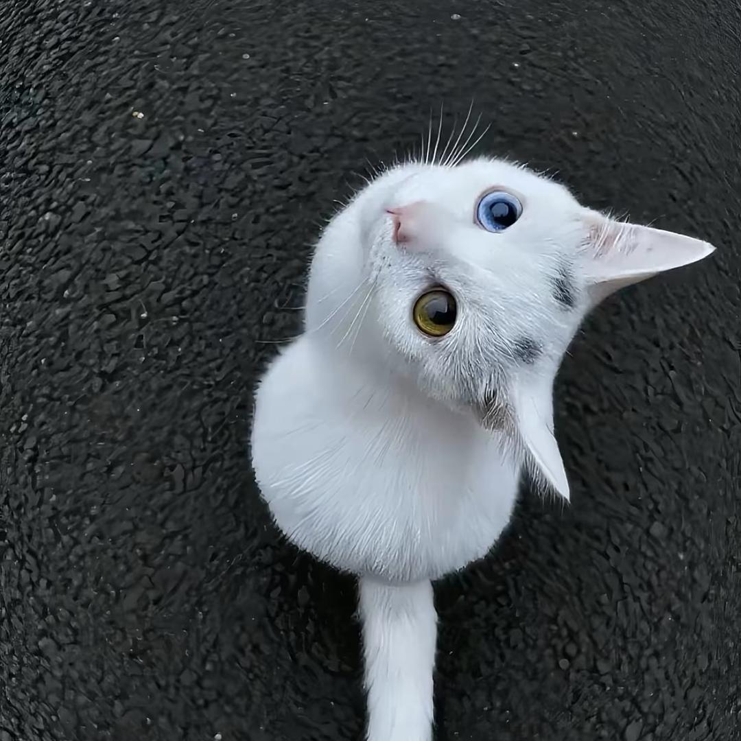 桐