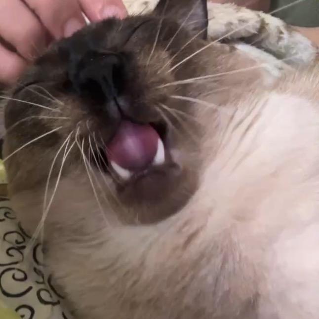 烧饼没那么聪明🐱