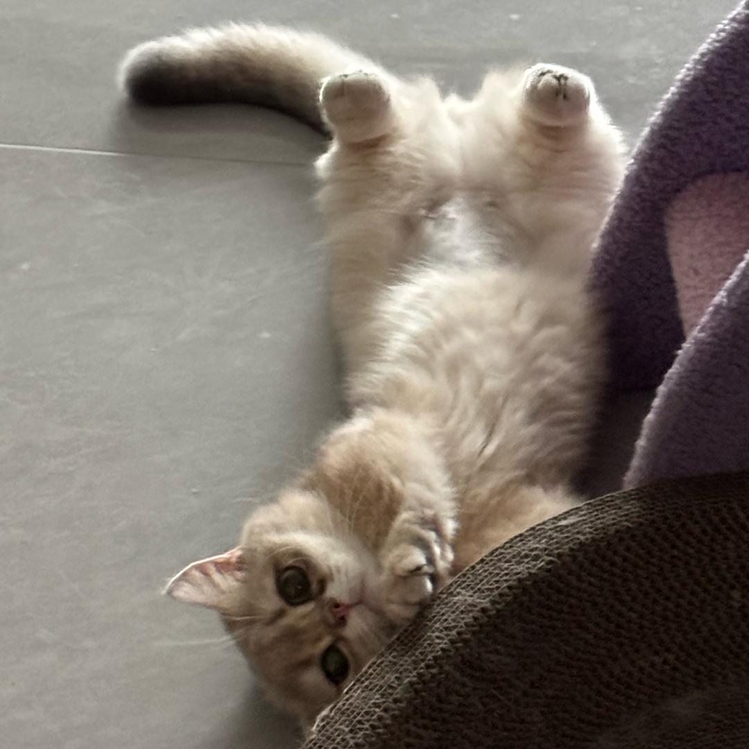 ホシすし🍣