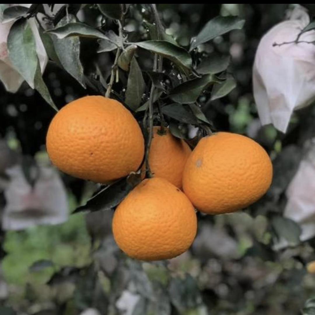 嘉言信高端水果