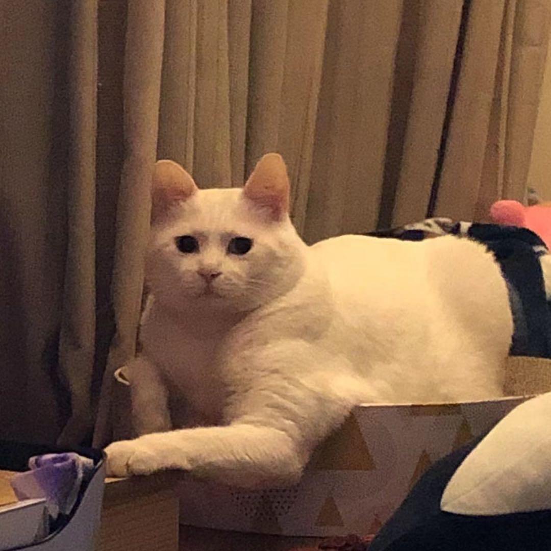 麻球-
