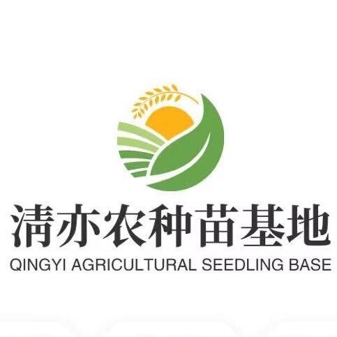 清亦农种苗