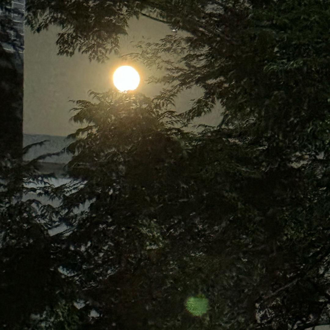 ✨