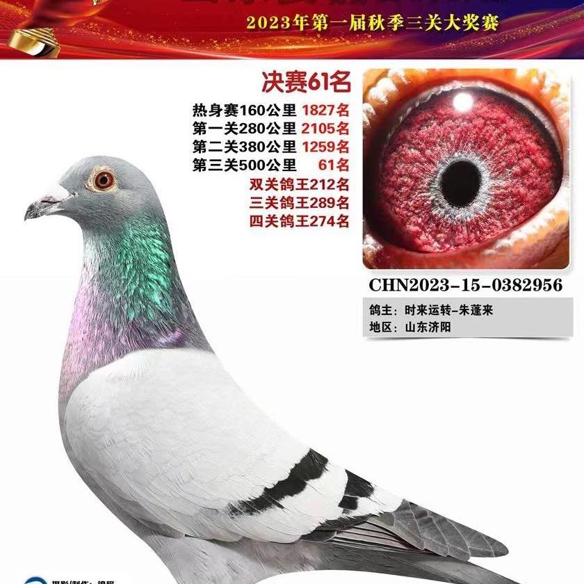 乡村阿来鸽