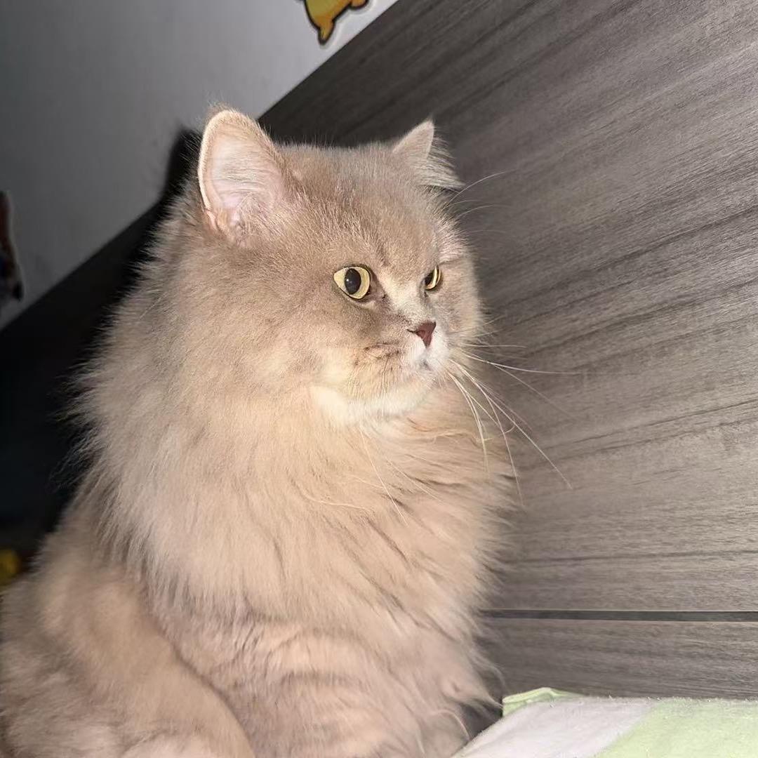 今天吃了螺蛳粉