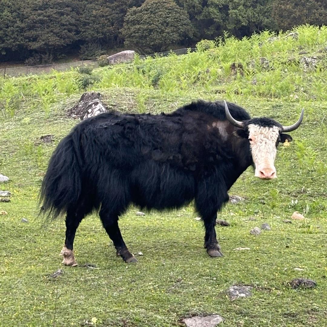八十岁广场领舞