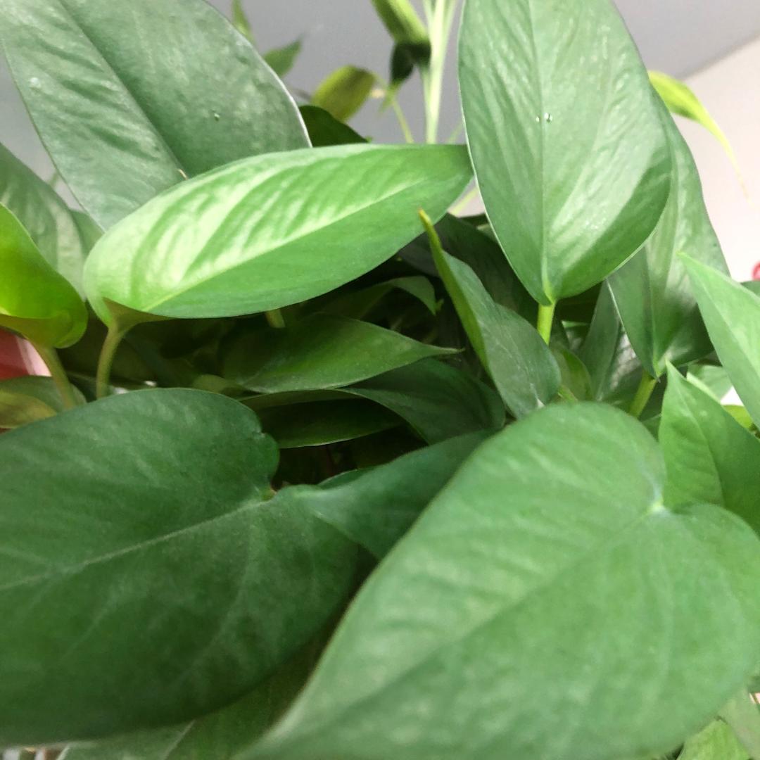 张明珠🥬
