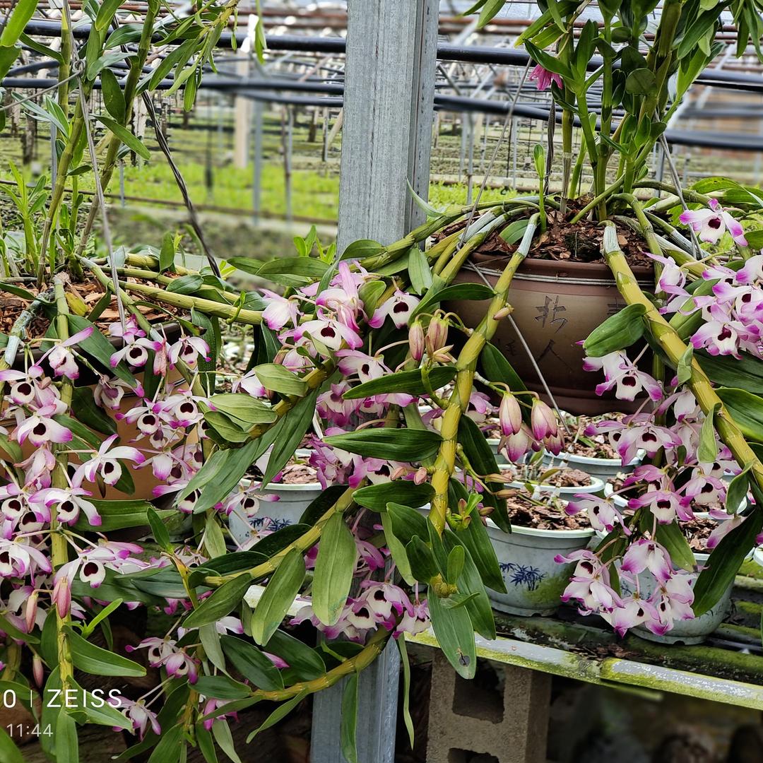 高海拔兰科石斛类