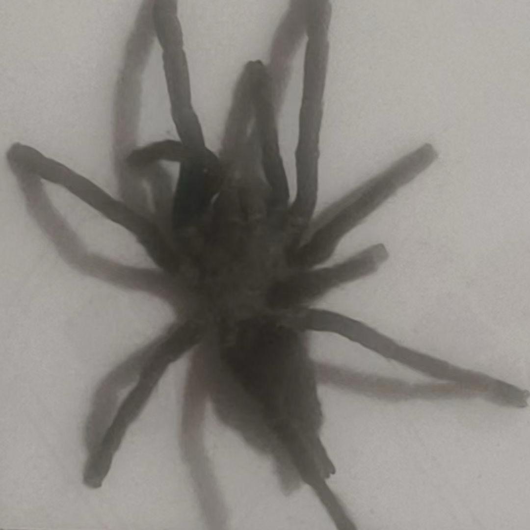 算球