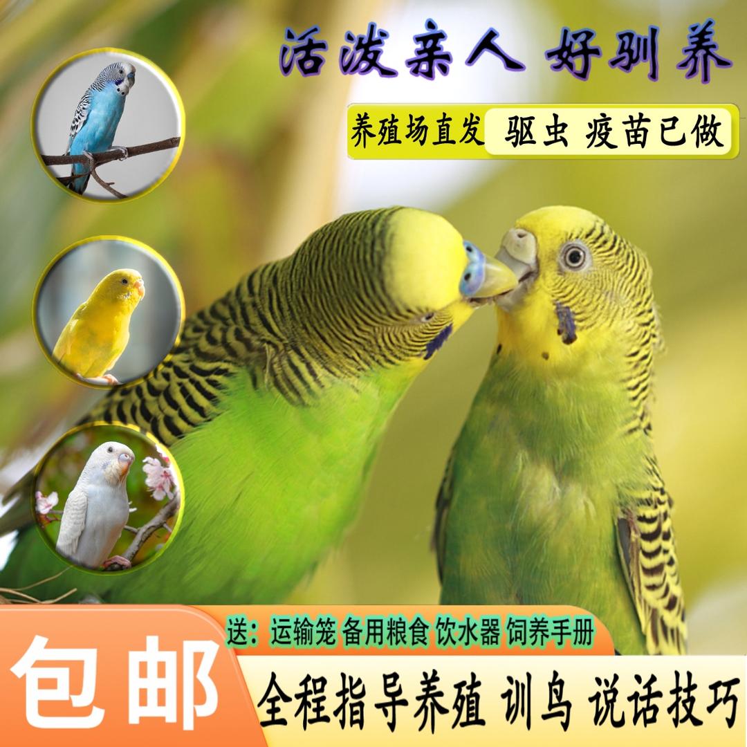 鸣翠坊宠物臻选