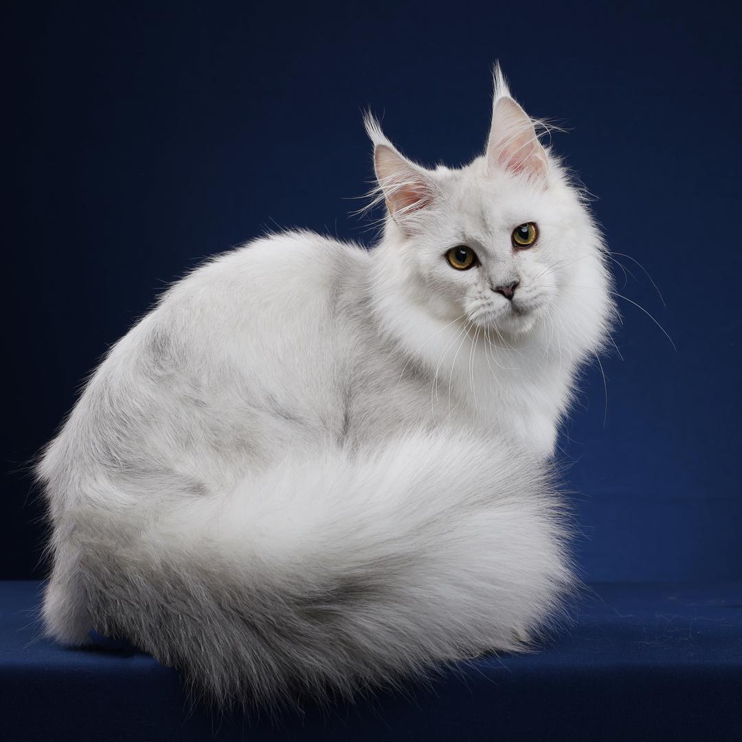 北京布丁点缅因猫