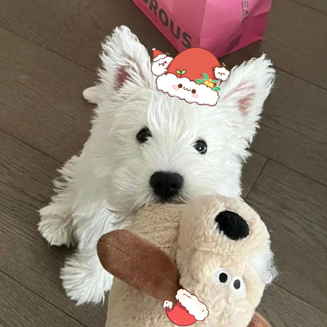 晕晕小羊