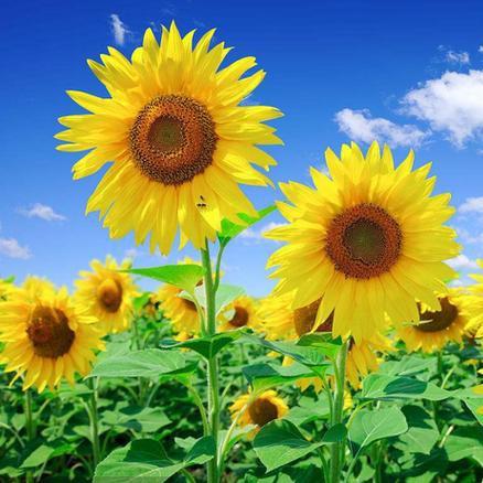 🌞宇池心成666