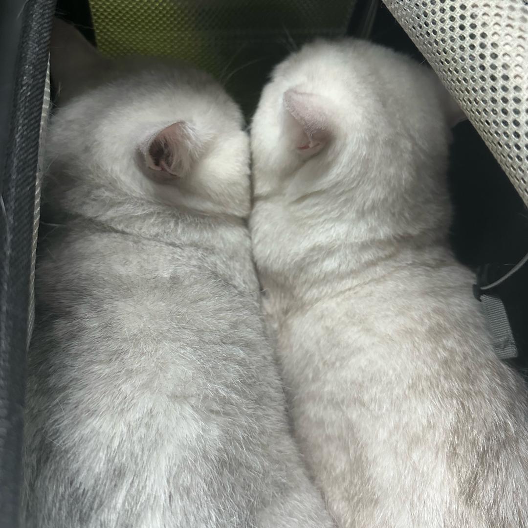 大哥小弟🐈