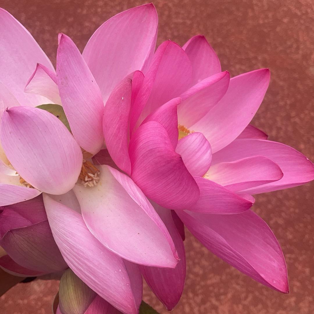 🌹自渡🥭