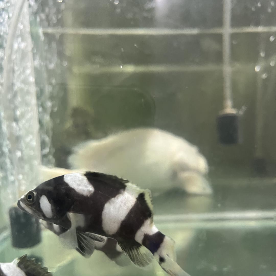 渔乐魚淡化水族馆