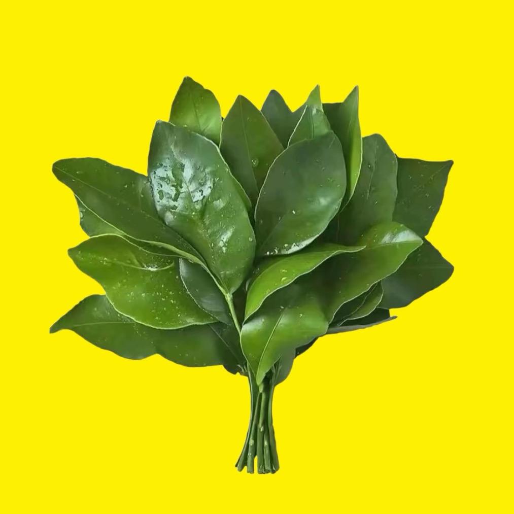 喵小🐟儿