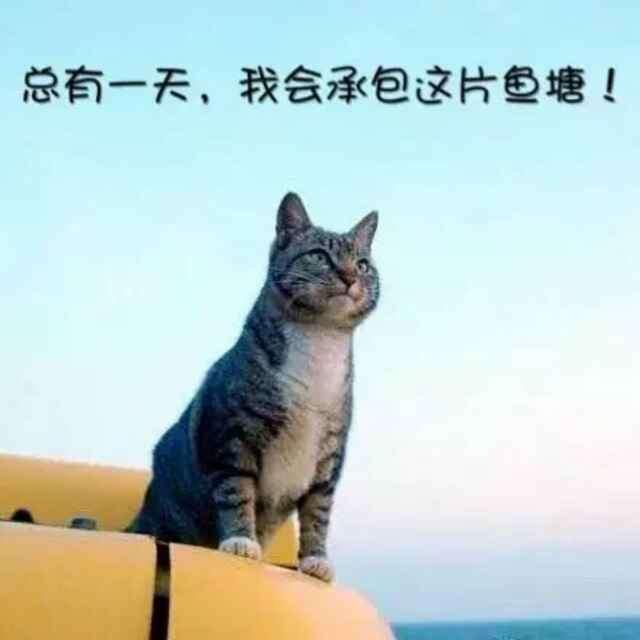 小猫笑话