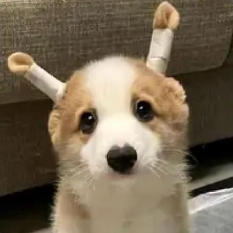 调皮的懒羊羊🐑
