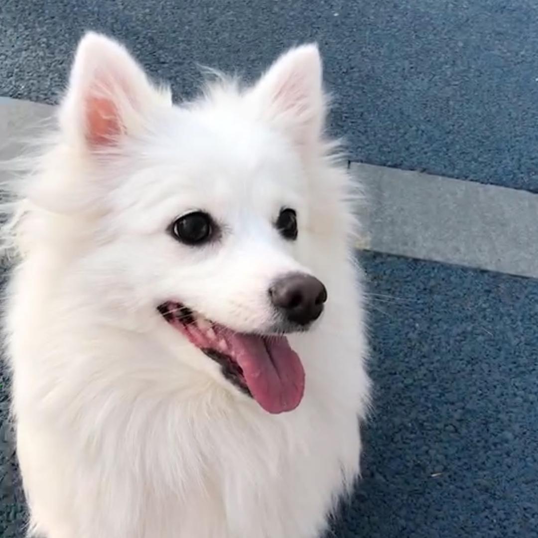 小胖点点（见过潘玮柏版）