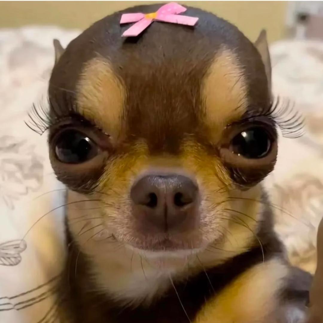 海南鸡饭՞⩌⌯⩌՞