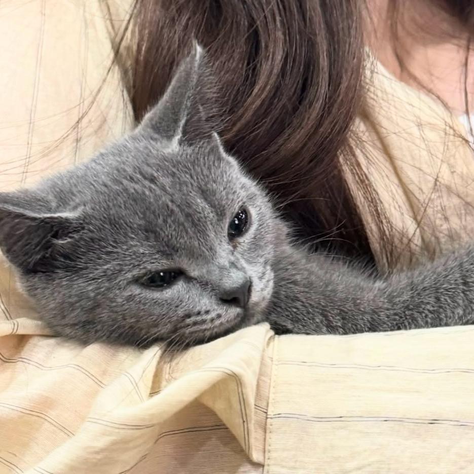 猫小姐