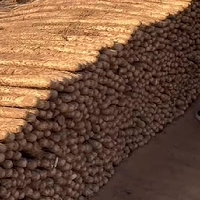 河北山药批发AA