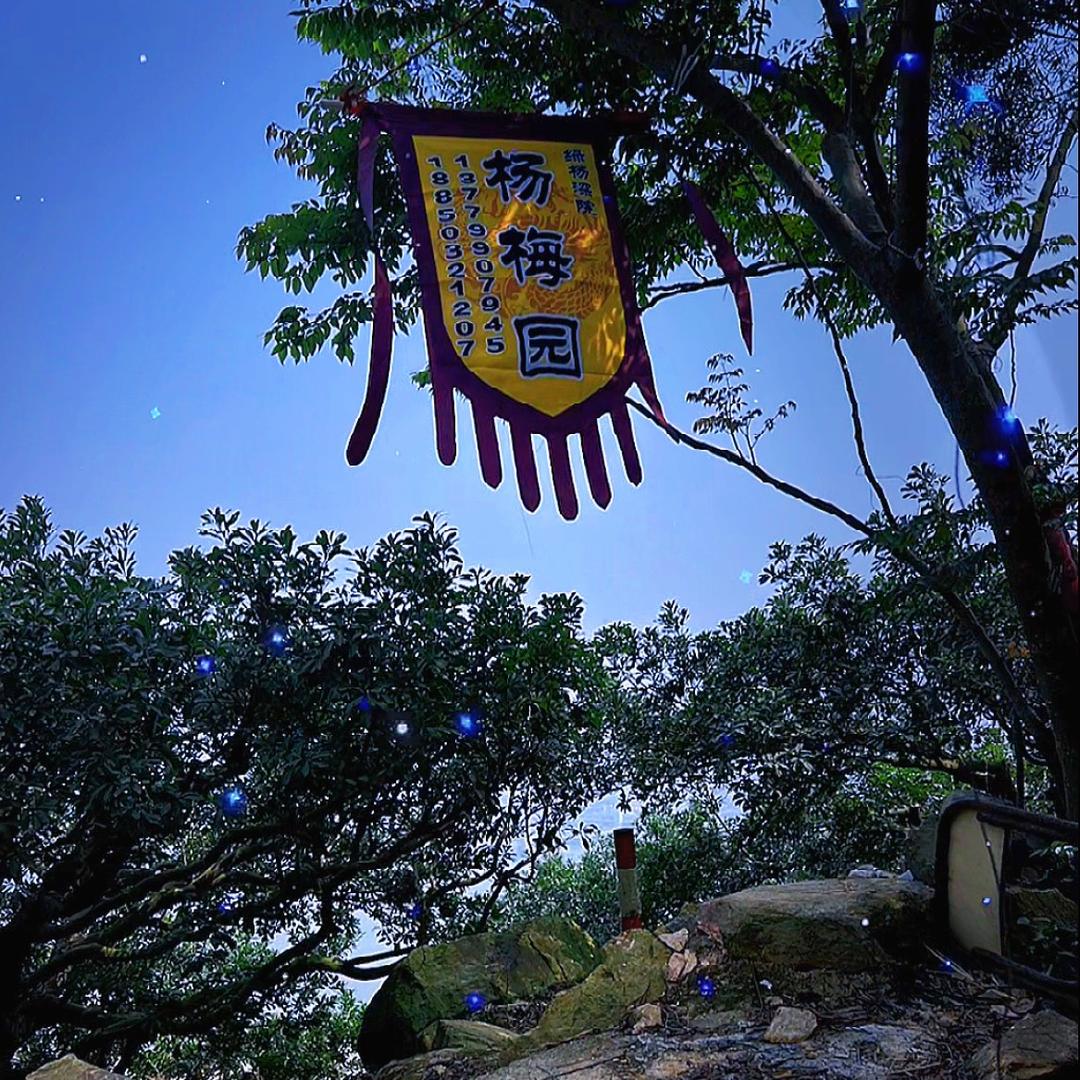 浮宫《绿杨深院》杨梅园