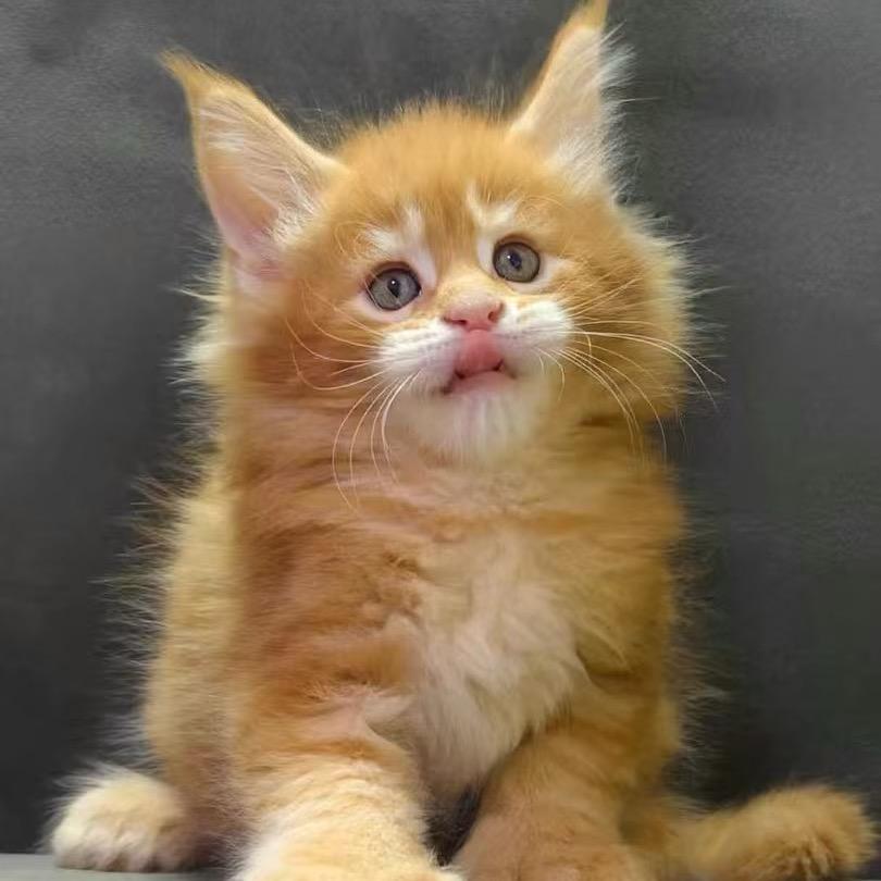 乌拉尔国际缅因猫舍