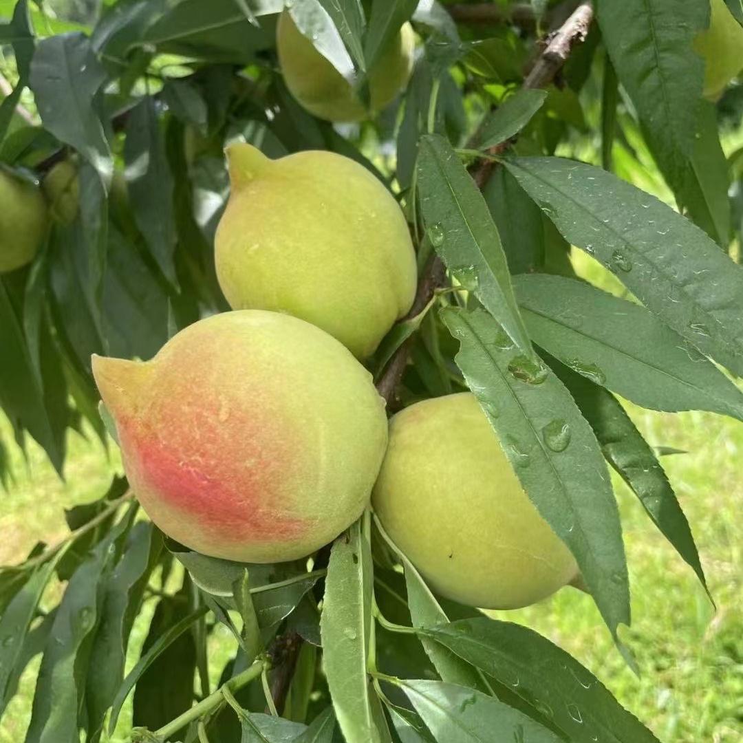 华妹家寻乌鹰嘴桃