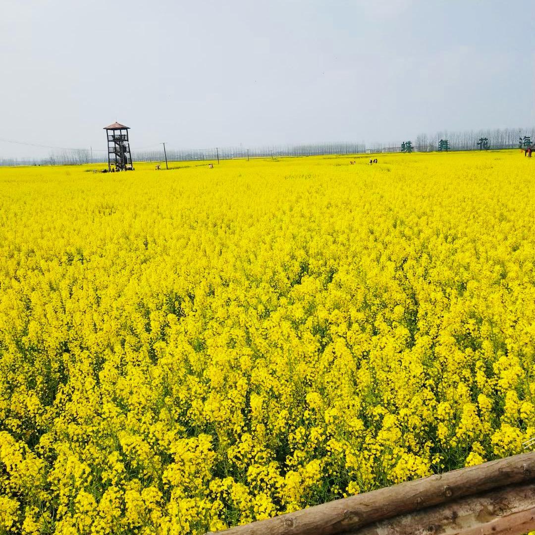 ༺ཉི།🌷桃花不赴约།ཉྀ༻