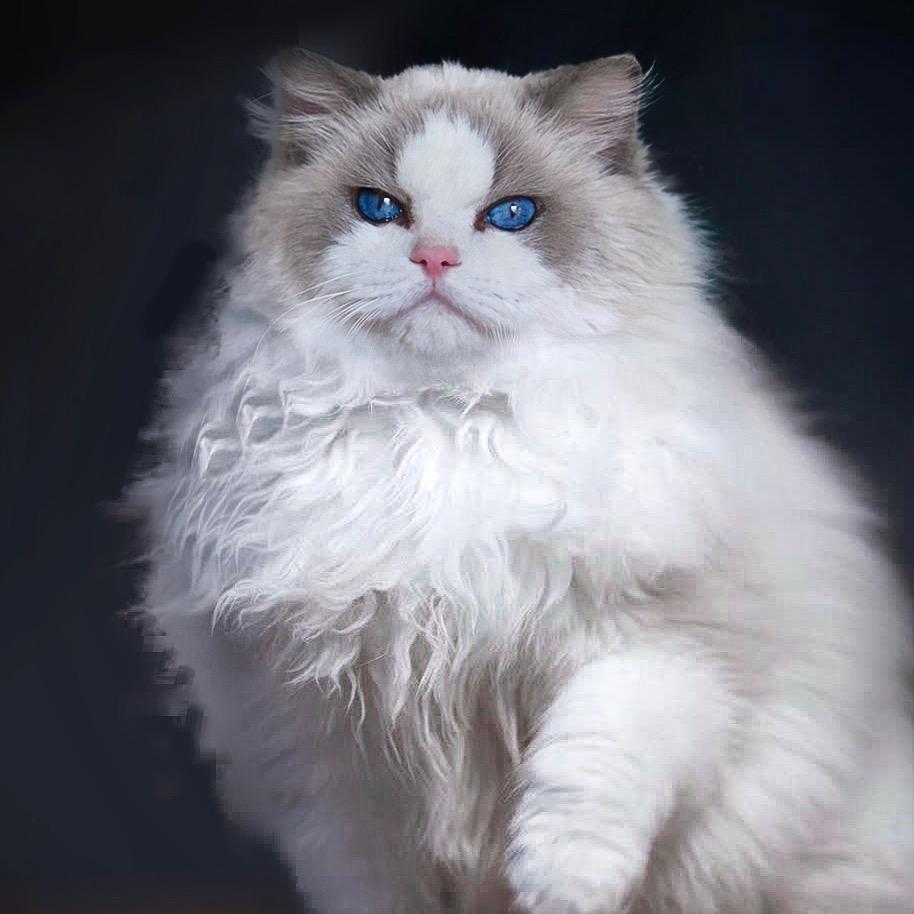 小玉和她的猫