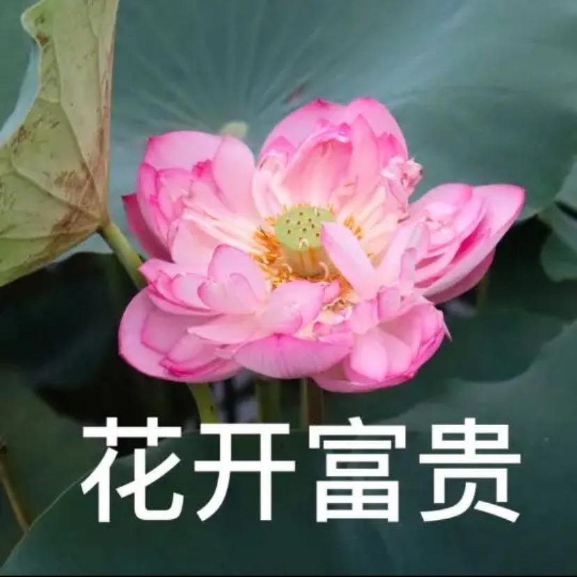 人生如梦