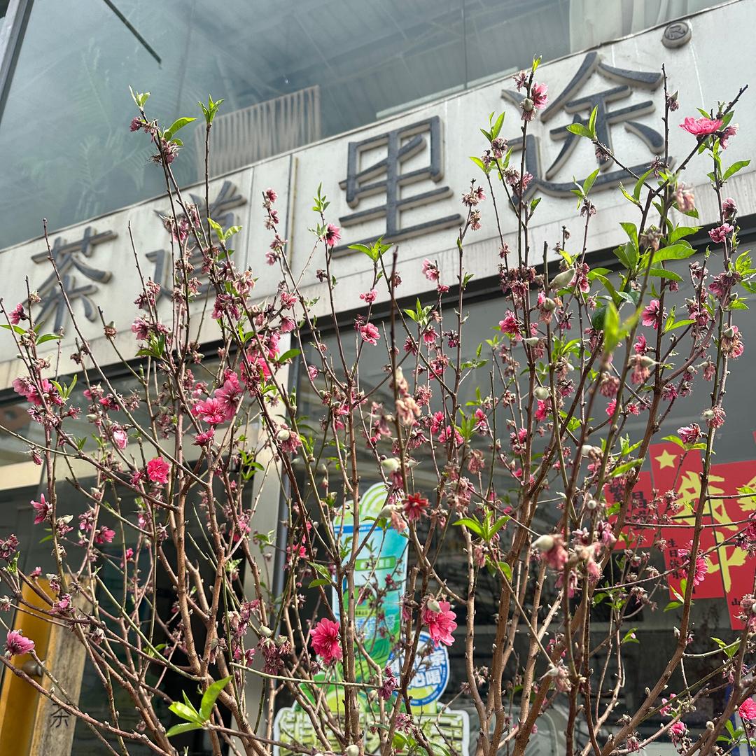 茶道里途👉大都汇