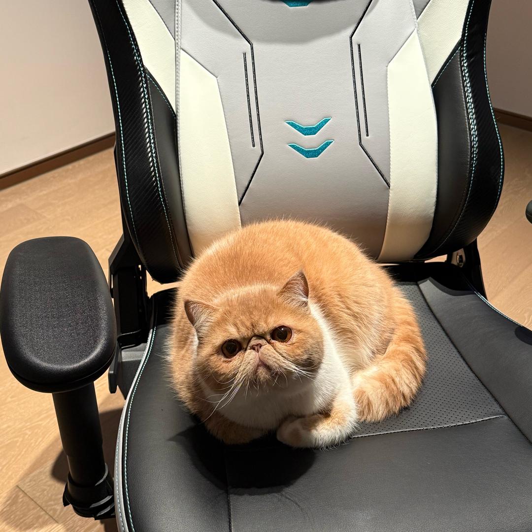 🐯