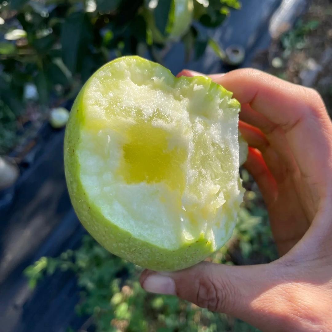 新疆苹果