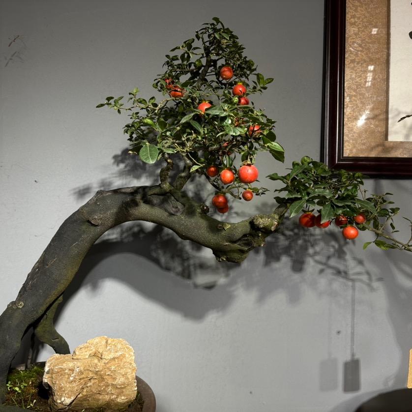 微伴金弹子盆景