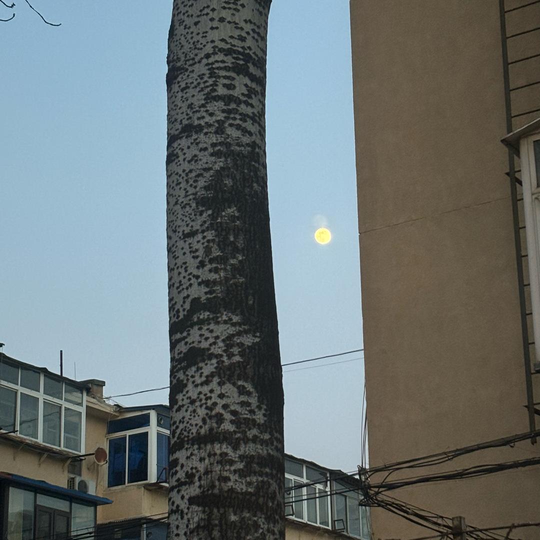 岚清镶珠（专业镶嵌）