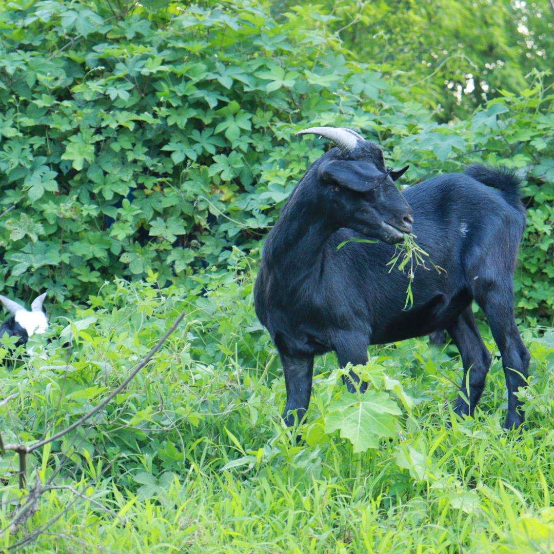 四川省野生菌（范山羊肉）