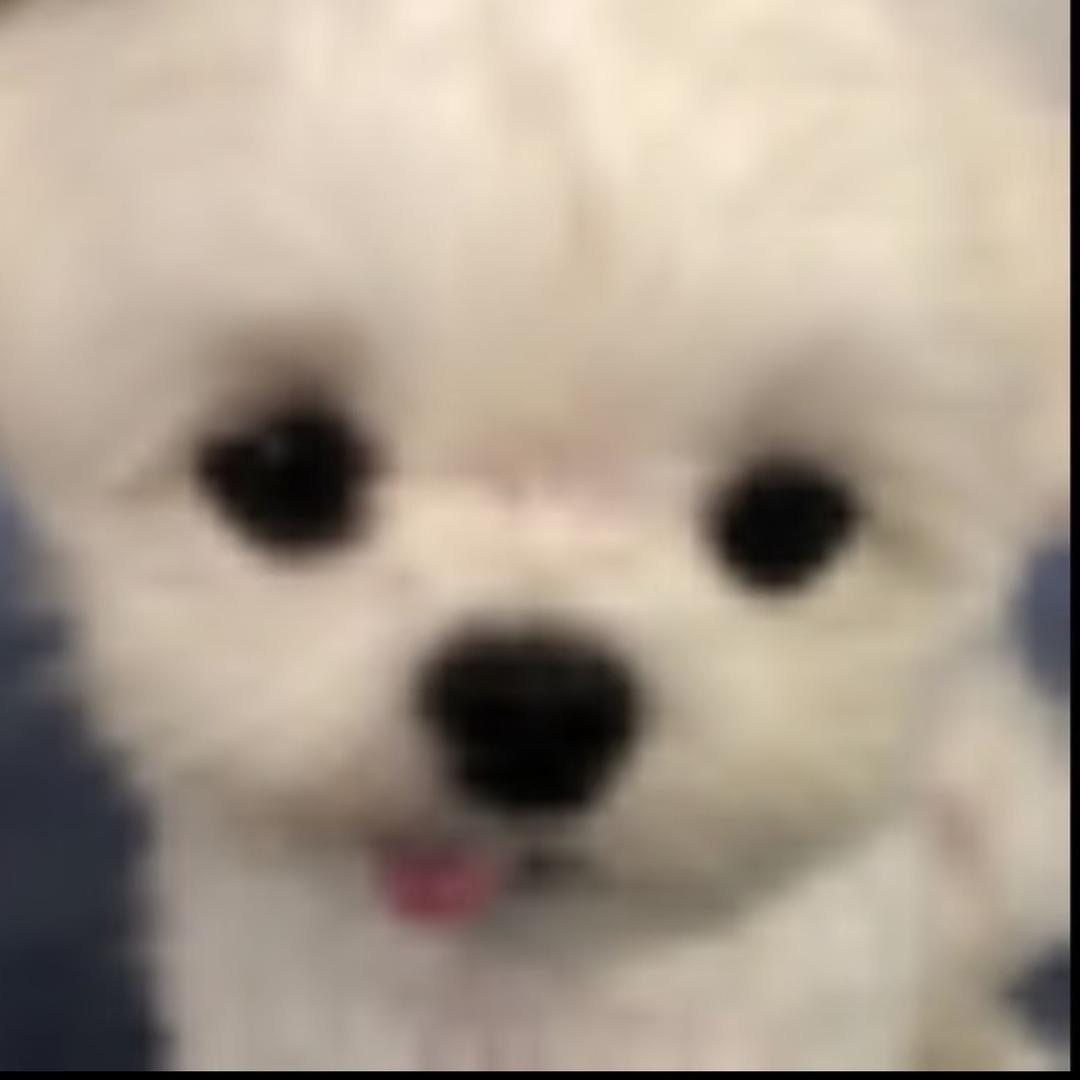 娇弱脑袋瓜