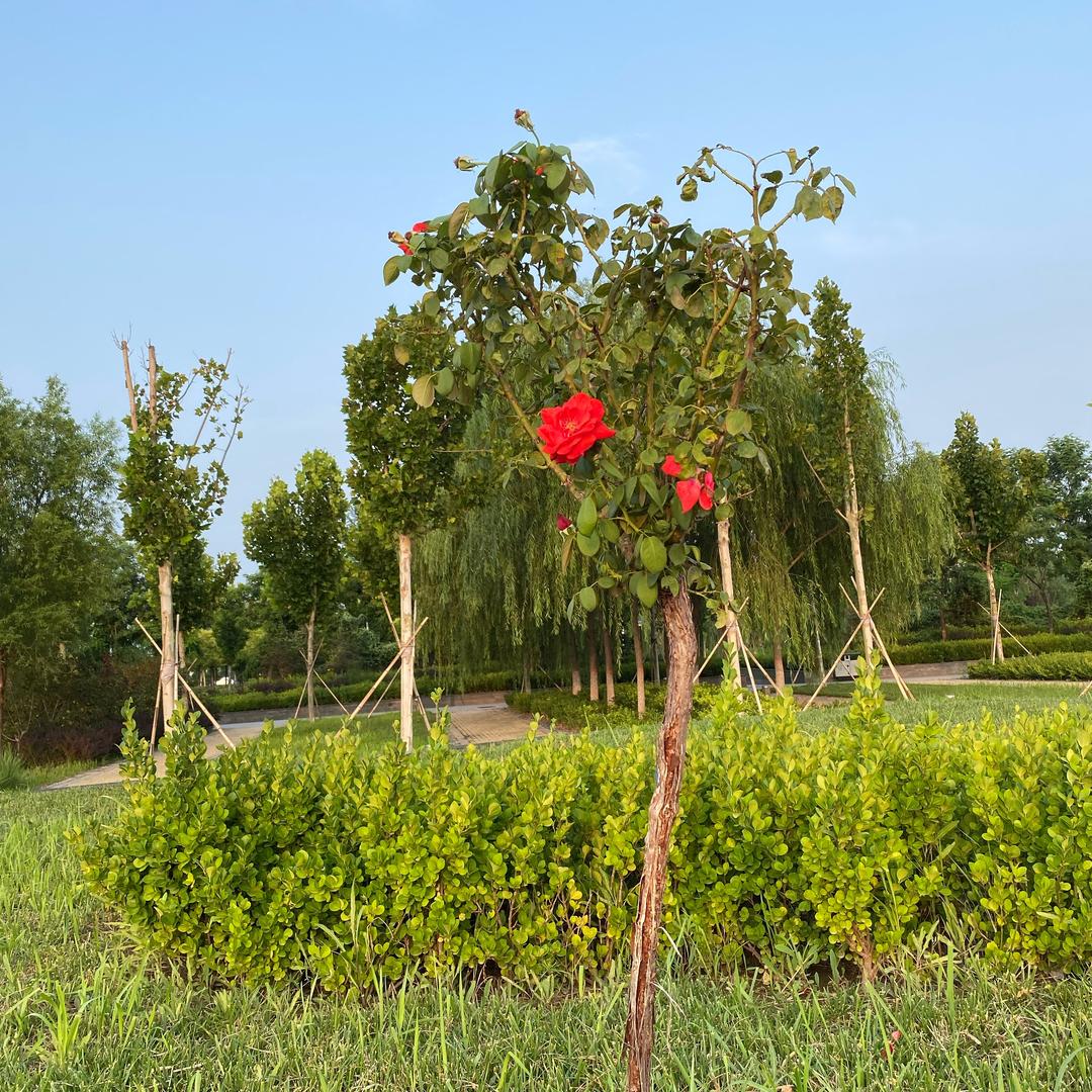 60后阿姨开心自驾