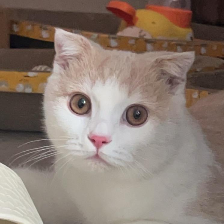 汤圆圆圆圆