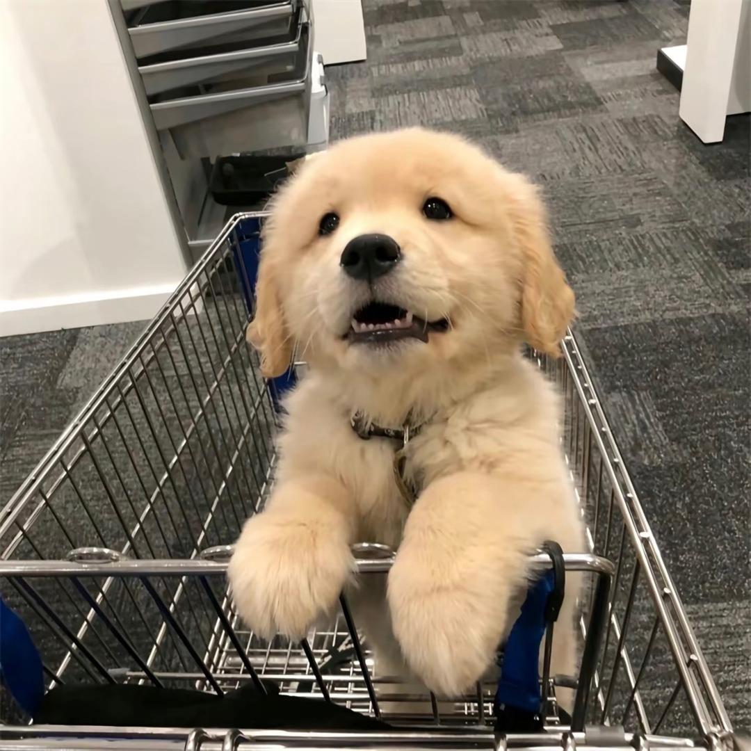 小谢的谢