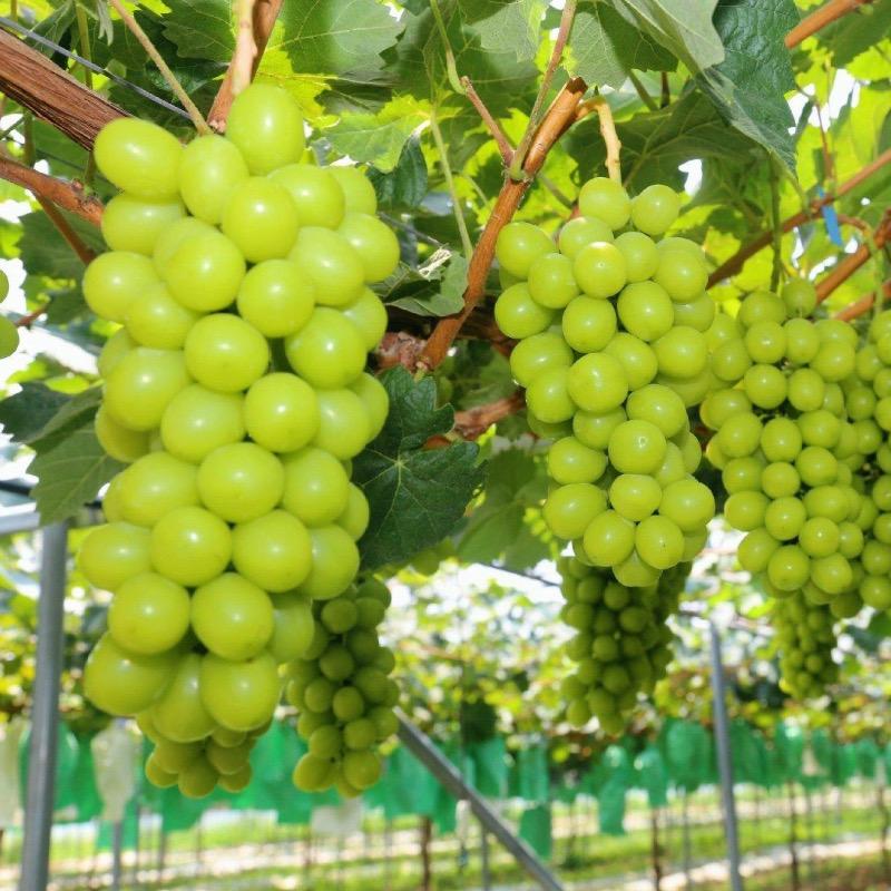 光头家蓝莓“强”